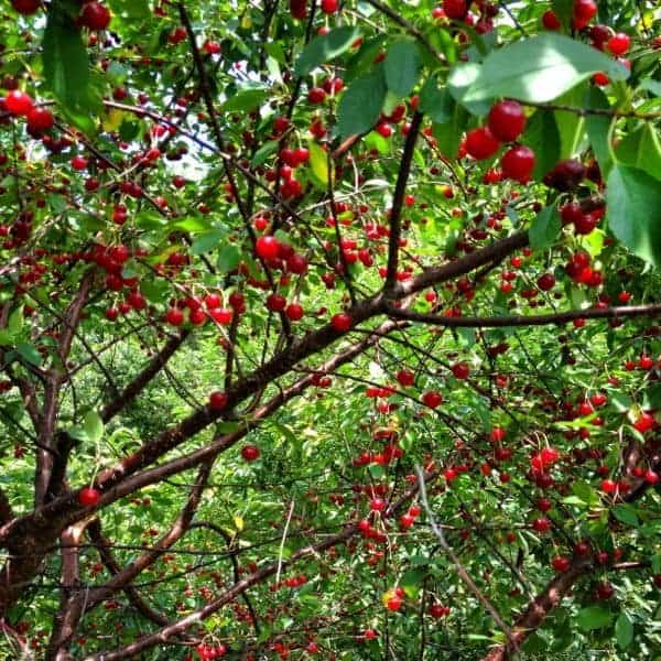 Michigan Cherry Tree - The Lemon Bowl