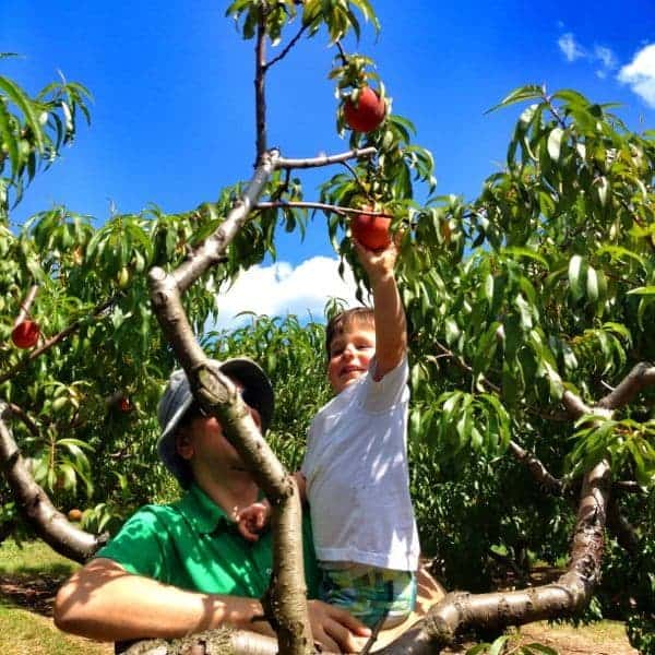 Peach Picking - The Lemon Bowl